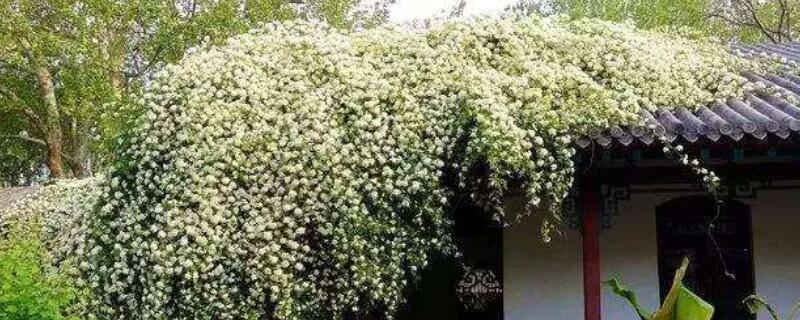 木香花怎么攀爬 木香花怎么攀爬的