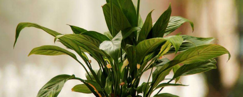 白掌叶子黄了怎么挽救（白掌叶子黄了怎么挽救是用水养的）