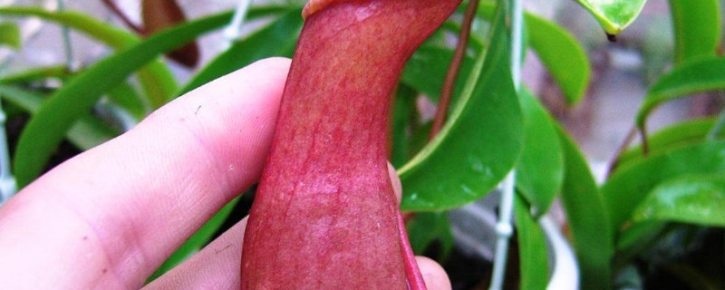 食虫植物怎样捕虫 食虫植物怎样捕虫子