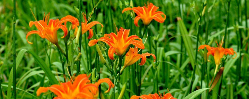 萱草和百合的区别（萱草和百合的区别图片）