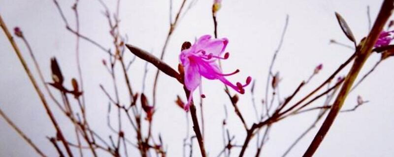 干支杜鹃多长时间开花 干支杜鹃多长时间开花一次