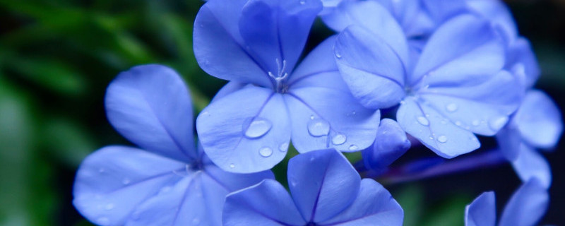 蓝雪花如何架花架（蓝雪花 架子）