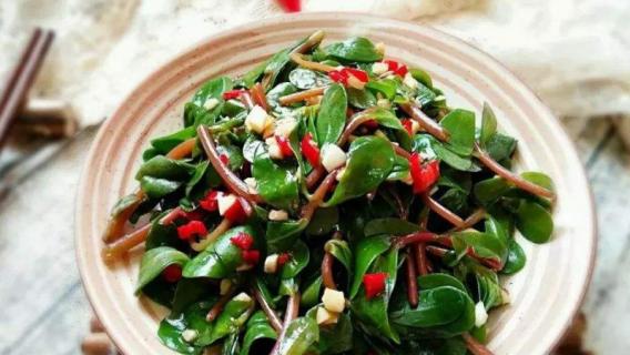 马齿苋怎么吃（马齿苋怎么吃治白发）