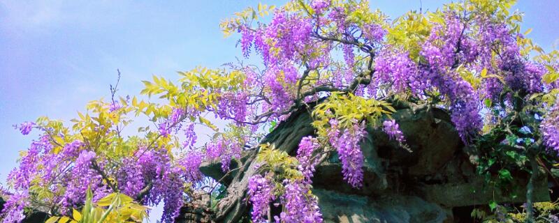 哪种紫藤花不能吃（哪种紫藤花不能吃图片）