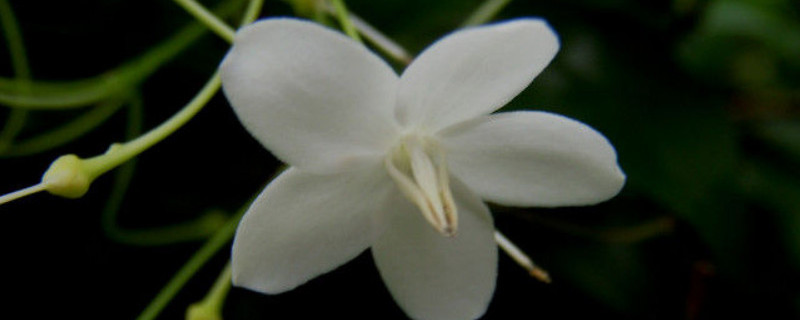 水梅几天泡出根 三角梅生根水泡多长时间