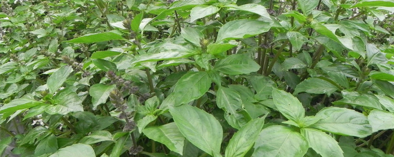 台湾九层塔是不是罗勒（台湾九层塔是不是罗勒树）