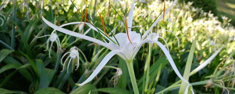 蜘蛛兰为什么不开花（蜘蛛兰为什么不开花呢）