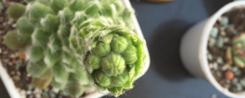 蛛丝卷绢缀化什么意思 蛛丝卷绢寓意