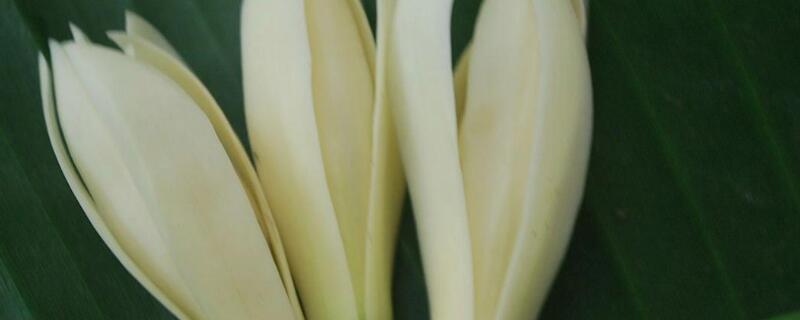 黄角兰掉叶子是怎么回事（黄角兰掉叶子不长新叶子什么原因）