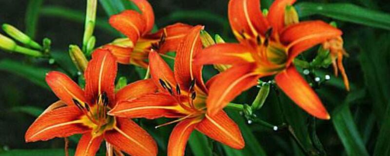 萱草花的种植知识 萱草花的种植知识点