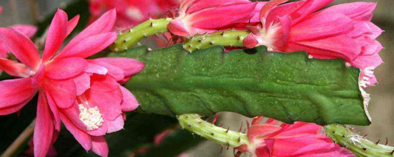 令箭荷花繁殖方法（令箭荷花怎么繁殖什么时候繁殖）