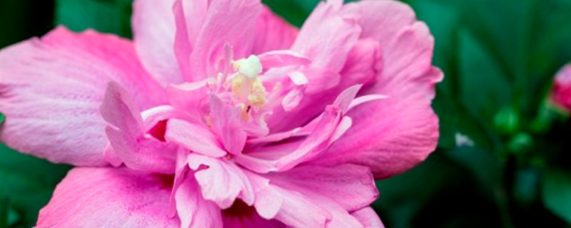 木槿和芙蓉花的区别 木槿和芙蓉花的区别在哪里