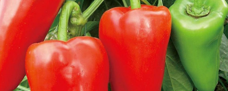 盆栽甜椒的种植方法 盆栽甜椒的种植方法和时间