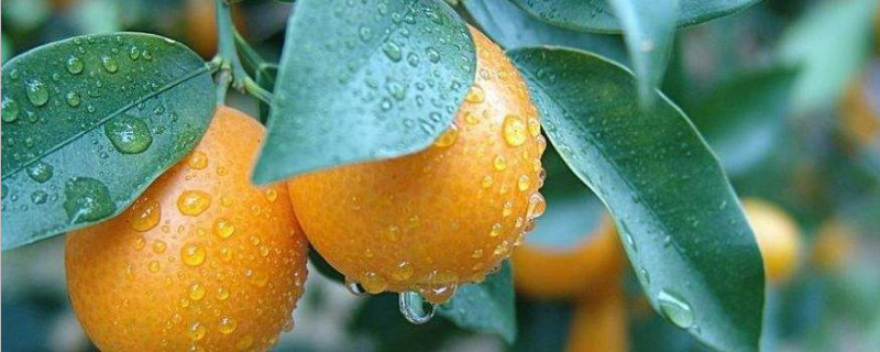 盆栽金桔多久浇一次水（盆栽金桔多久浇一次水合适）