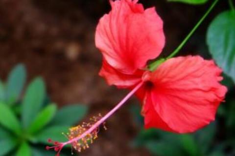 朱槿花和扶桑花的区别