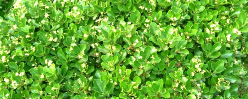 海桐树黄叶怎么办 海桐树出现黄化病怎么办