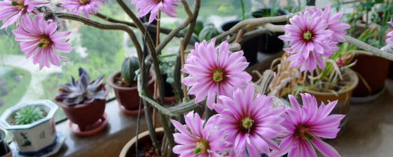 银钮怎样繁殖（银钻怎么繁殖）