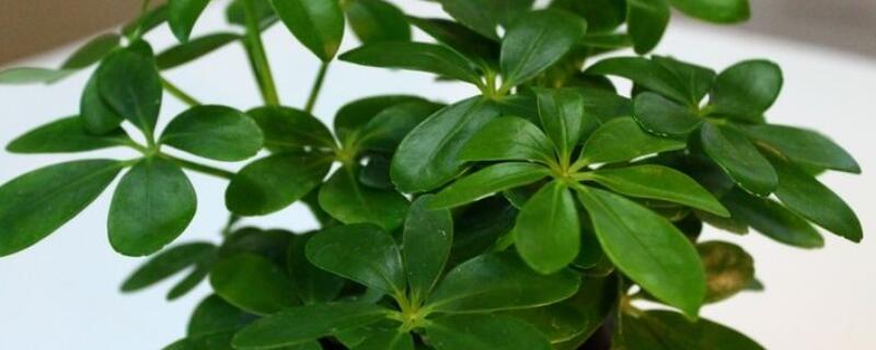 鸭掌木枝干皱了怎么办 鸭掌木枝干皱了怎么办呢