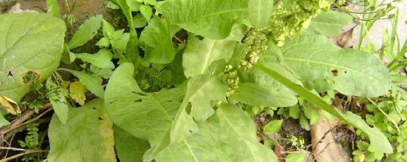 植物种子传播方式（植物种子传播方式有哪几种）