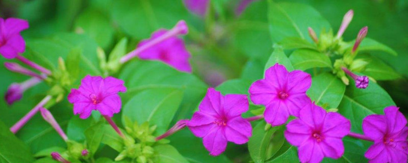 夜来香怎么养开花多 夜来香养多久开花