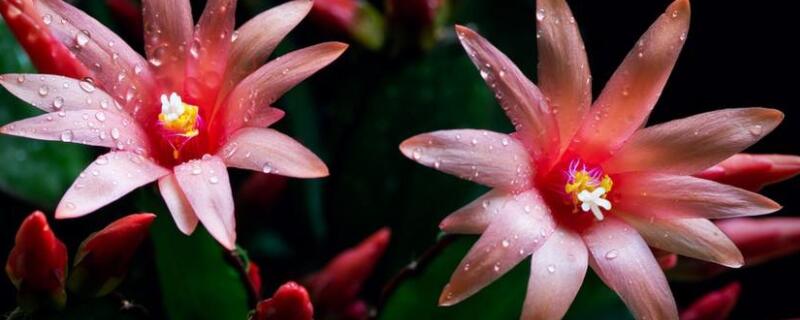 仙指兰几月开花（仙指兰什么时候换盆）