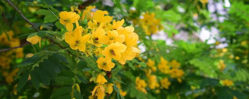 黄槐决明与黄槐的区别 黄槐决明是决明子吗