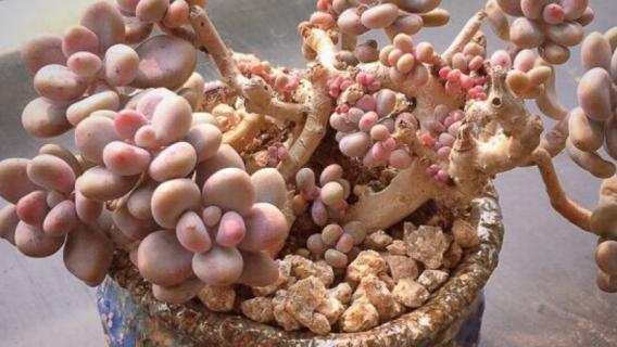 桃蛋和桃美人的区别