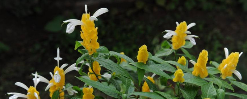 黄金塔不开花咋回事 黄金塔不开花怎么回事