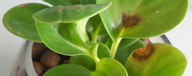 碧玉开花后怎么修剪 碧玉开花后怎么修剪视频