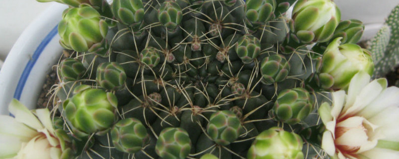 绯花玉如何爆盆（绯花玉寿命是几年）