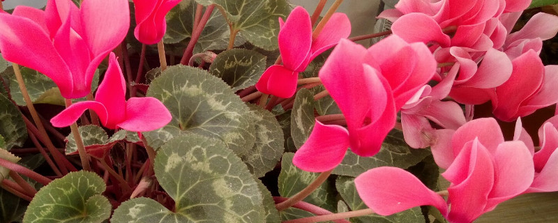 仙鹤来与仙客来的区别 仙客来和仙鹤来的区别