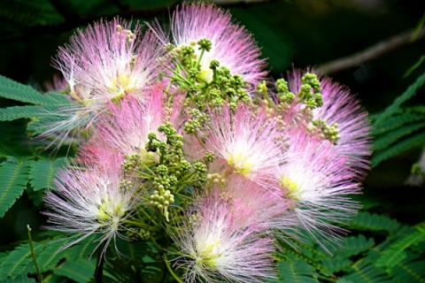 合欢花和金银花的区别