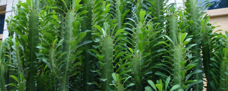 龙骨花叶子发黄是怎么了 龙骨花叶发黄脱落是什么原因