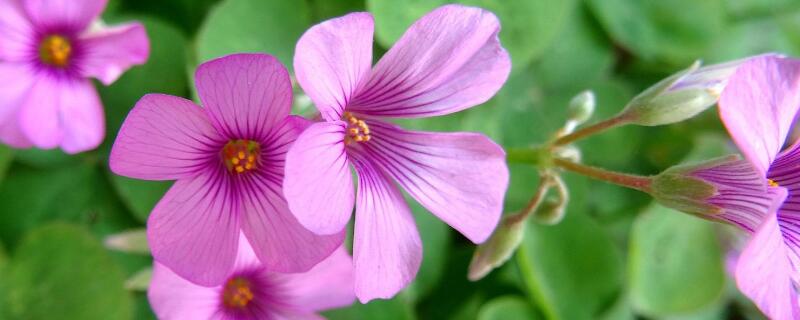 酢浆草为什么不发芽 酢浆草 不发芽