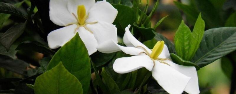 栀子花和狗牙花的区别 栀子花与狗牙花的区别