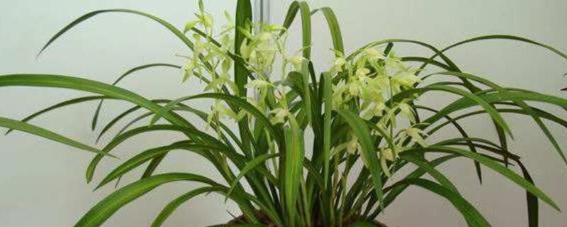 金丝马尾兰几月开花（金丝马尾兰花叶子特征）