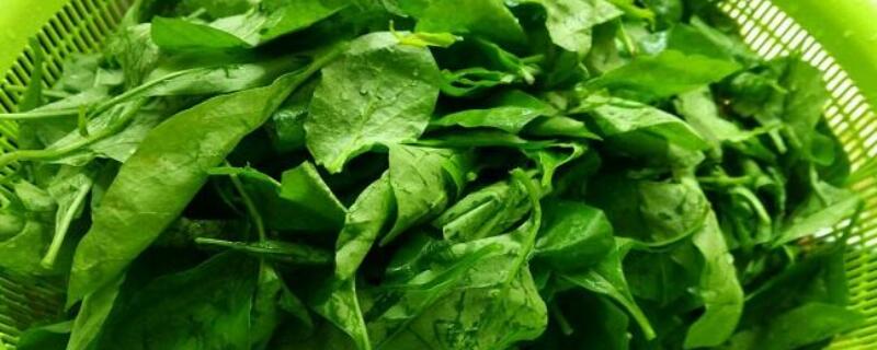 枸杞子的叶子可以吃吗 枸杞子的叶子可以吃吗?