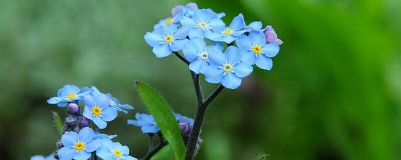 蓝色的小花是什么花（蓝色的小花是什么花野草）