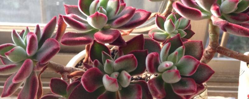 猫耳朵多肉植物繁殖（猫耳朵多肉养殖方法和注意事项）