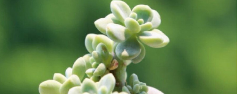 劳尔多肉怎样扦插 劳尔多肉怎样扦插繁殖