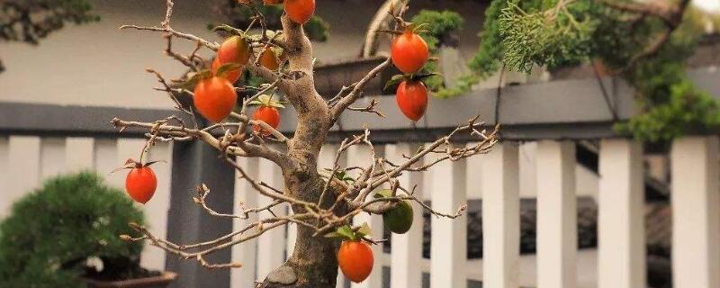 老鸦柿种子如何催芽 老鸦柿种子怎么催芽