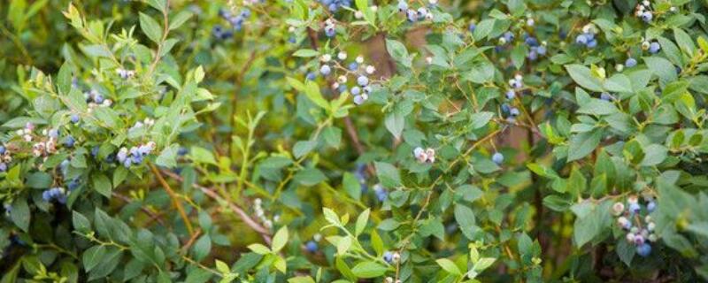 蓝莓树和冬青树的区别（蓝莓树和冬青树的区别在哪里）