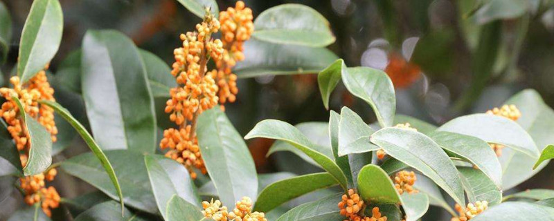 金桂和月桂的区别 金桂和月桂的区别在哪里