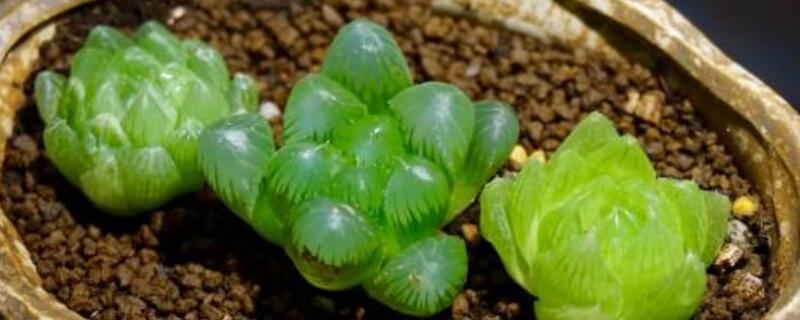 玉露怎么养才能透亮（怎样把玉露养的透亮）