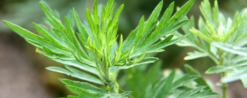 哪种艾草可以吃 哪种艾草吃了拉肚子