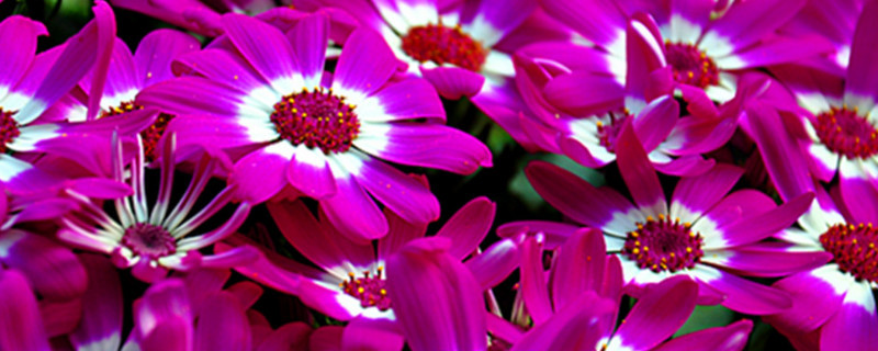 瓜叶菊开完花后怎么处（瓜叶菊开花后怎么处理）