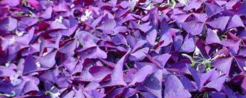 紫色酢浆草怎么种植（紫色酢浆草怎么种植方法）