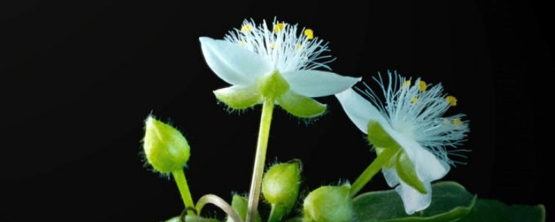 白花紫露草是吊兰吗 白花紫露草是吊兰吗图片