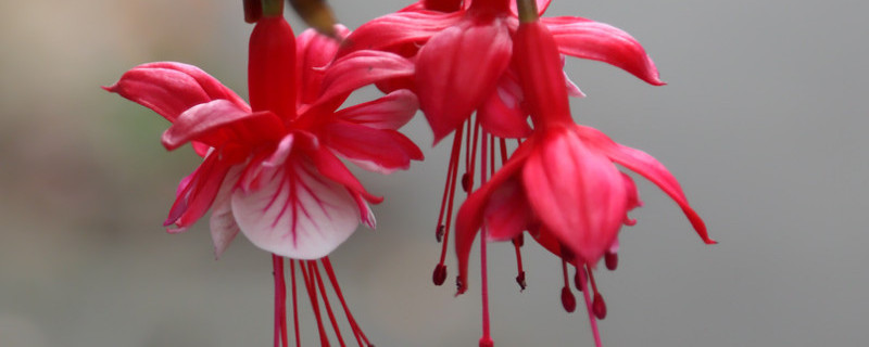 倒挂金钟换盆注意事项（倒挂金钟换盆后浇水吗）