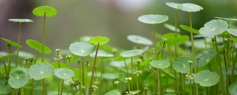 香菇草的养护方法 香菇草的养殖方法和注意事项